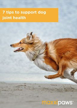 Free maxxipaws brochure with 7 Tips to Support Dog Joint Health