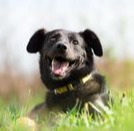 Happy active dog using maxxiflex+ joint supplement for dogs