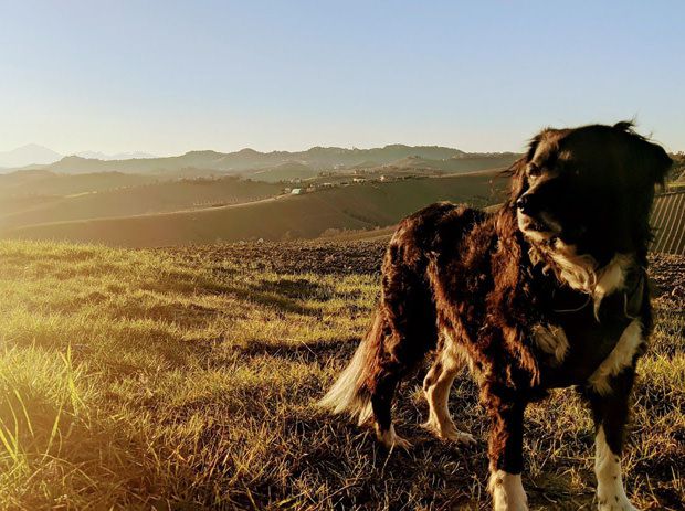 Beautiful senior dog with bladder issues Beautiful senior dog with bladder issues