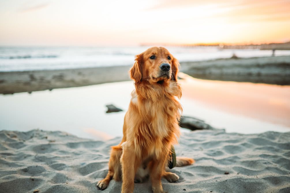 Golden Retriever maxxiomega dog on a beach at sunset