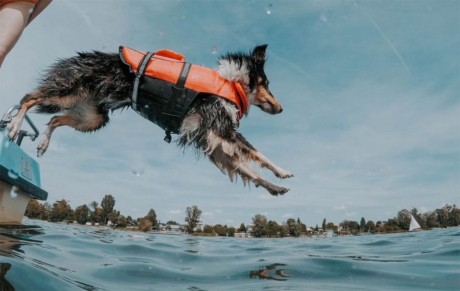 Collie dog jumping from a boat into a lake - maxxiomega omega oil for active dogs