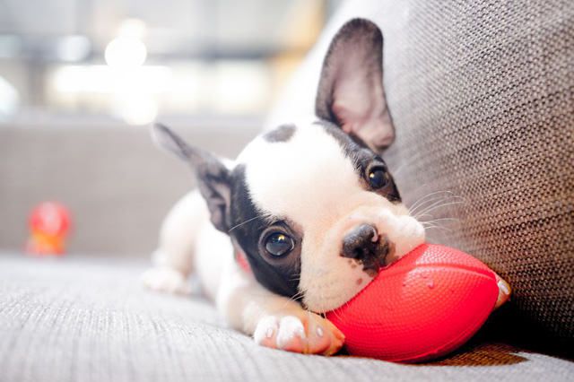Cute French Bulldog puppy on a sofa playing with red ball Cute French Bulldog puppy on a sofa playing with red ball