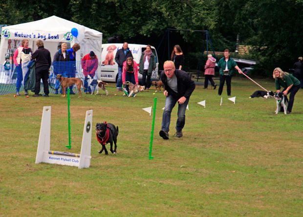 maxxidog competing in dog flyball maxxidog competing in dog flyball