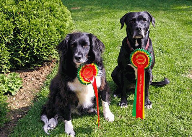 Molly and Tess maxxidogs with dog flyball medals Molly and Tess maxxidogs with dog flyball medals