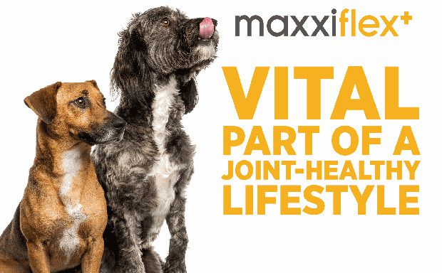 maxxiflex+ dog joint supplement aids stiff joints, supports joint structure and promotes mobility maxxiflex+ dog joint supplement aids stiff joints, supports joint structure and promotes mobility