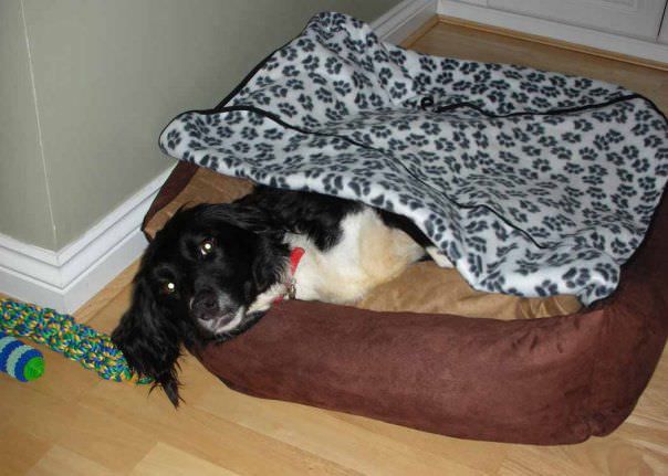Pampered rescue dog in a dog bed with a blanket Pampered rescue dog in a dog bed with a blanket