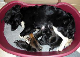 Rescue dog with eight newborn puppies Rescue dog with eight newborn puppies
