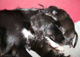 Newborn puppy sleeping on mum head Newborn puppy sleeping on mum head