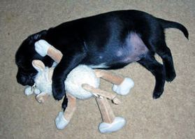 Cute puppy sleeping with toy for comfort Cute puppy sleeping with toy for comfort