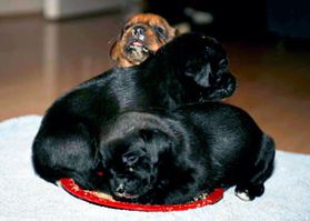 Three puppies sleeping in their food bowl Three puppies sleeping in their food bowl