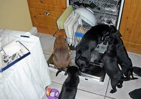 Puppies invading the washing machine Puppies invading the washing machine