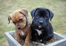 Two cute puppies in a flower pot Two cute puppies in a flower pot