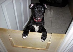 Cute puppy with funny ears Cute puppy with funny ears