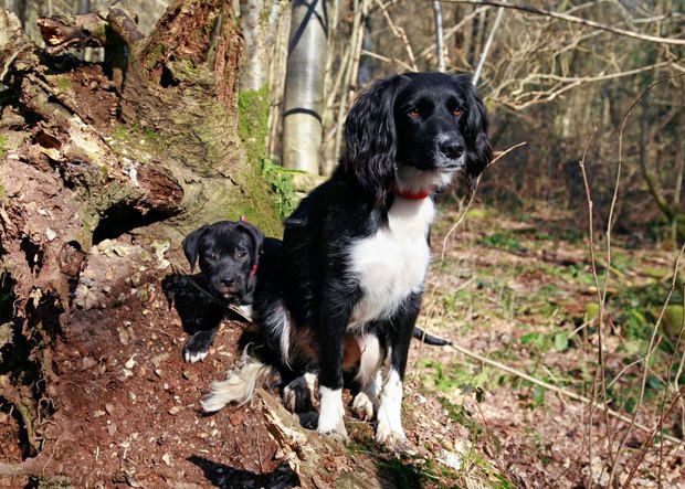 Young rescue dog with a puppy in nature Young rescue dog with a puppy in nature