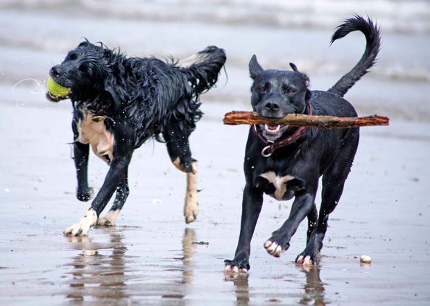 Two happy dogs enjoying a day at the beach Two happy dogs enjoying a day at the beach