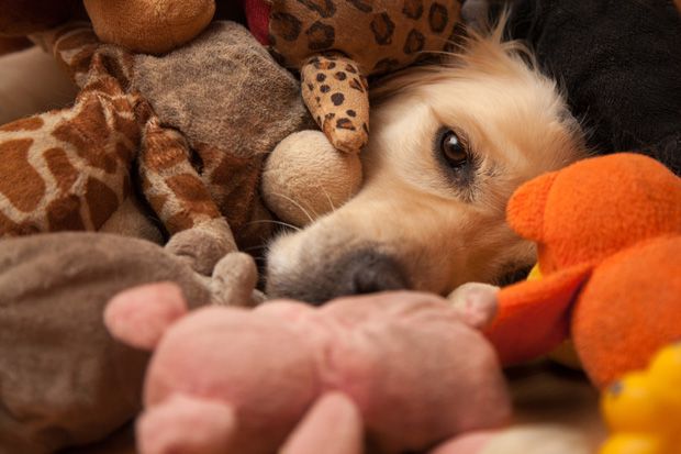 Dog afraid of fireworks hiding under pile of toys Dog afraid of fireworks hiding under pile of toys