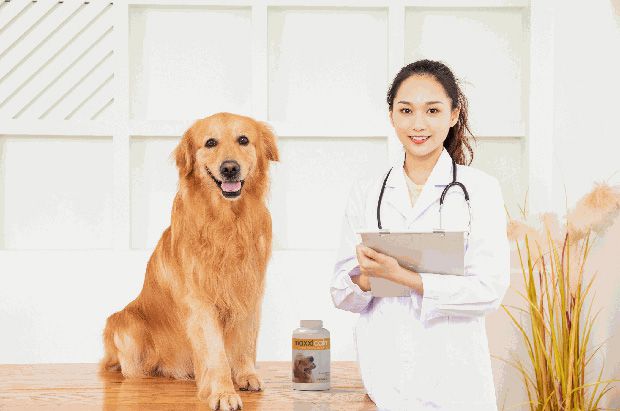 Vet recommending maxxicalm non drowsy calming tablets for dog afraid of fireworks Vet recommending maxxicalm non drowsy calming tablets for dog afraid of fireworks