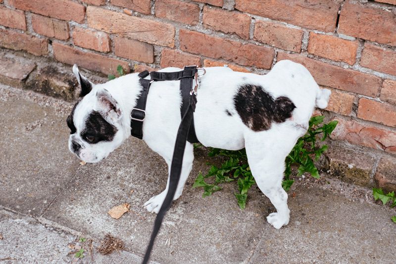 Dog with urinary tract infection