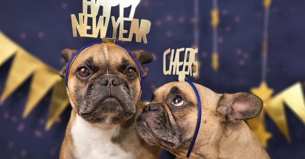 Calm boxer using maxxicalm natural calming aid for dogs