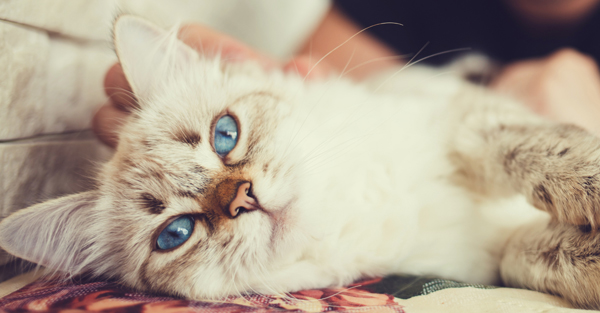 Calm boxer using maxxicalm natural calming aid for dogs