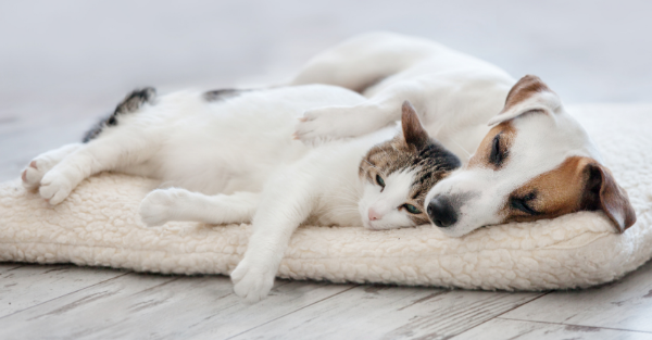 Calm boxer using maxxicalm natural calming aid for dogs