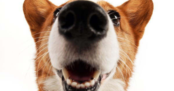 Calm boxer using maxxicalm natural calming aid for dogs