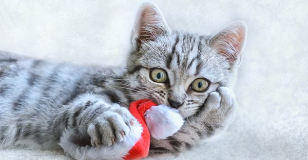 Calm boxer using maxxicalm natural calming aid for dogs