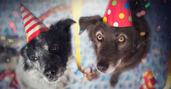 Calm boxer using maxxicalm natural calming aid for dogs