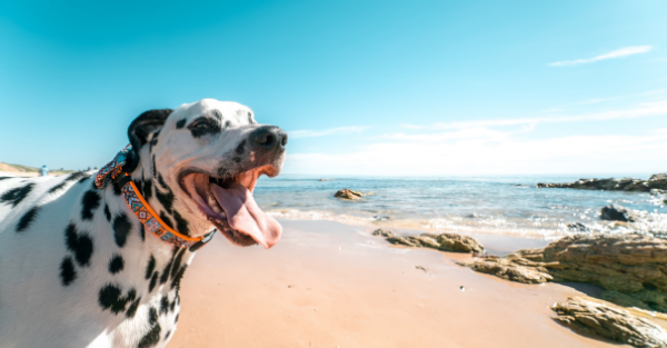 Calm boxer using maxxicalm natural calming aid for dogs