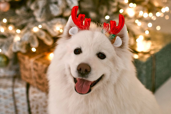 Calm boxer using maxxicalm natural calming aid for dogs