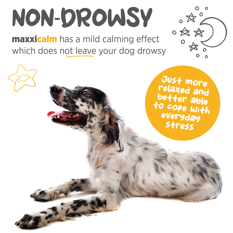maxxicalm non drowsy dog anxiety support