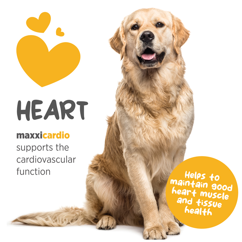 maxxicardio for enhanced canine performance