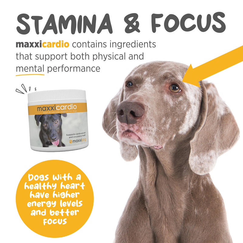 Promotes regular canine heartbeat