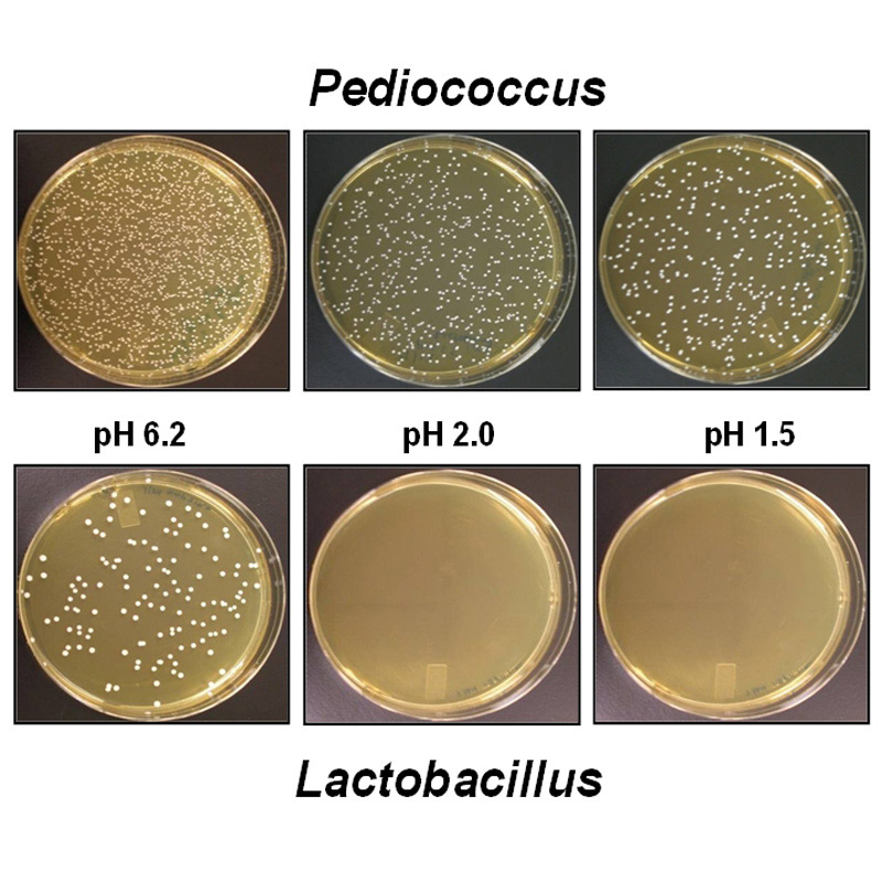 maxxidigest+ feline probiotics proven to work
