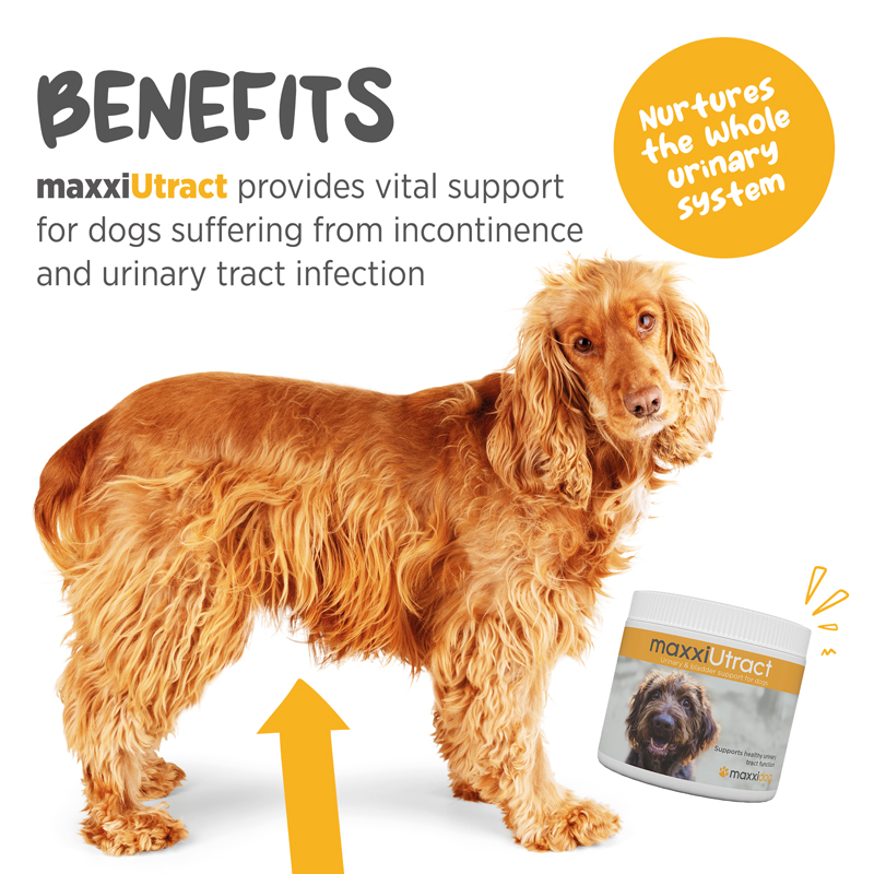 Canine bladder support