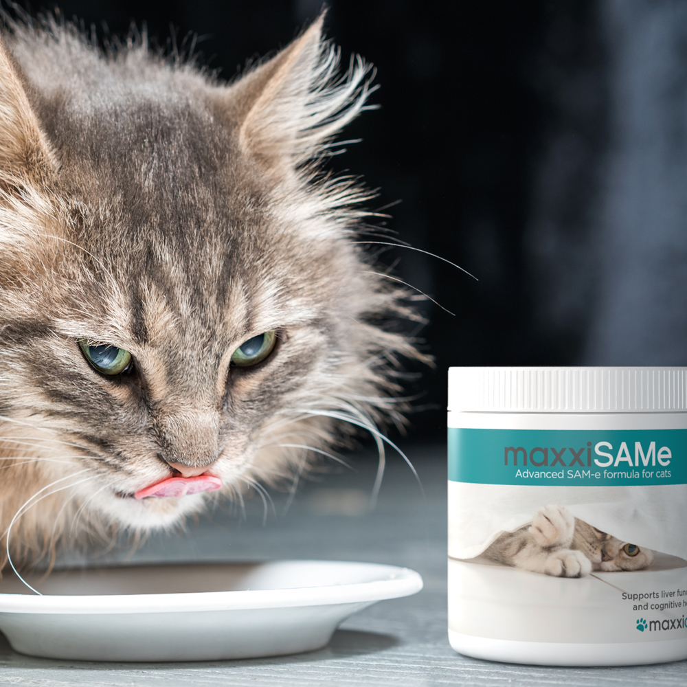 maxxiSAMe cats PHOTO