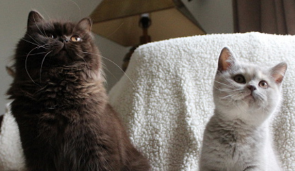 Testimonials thumbnail