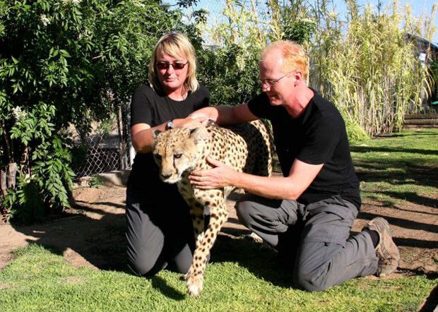 maxxipaws owners volunteering on a lion farm in Namibia