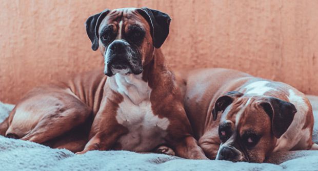 Happy boxers using maxxiflex+ for good dog joint health