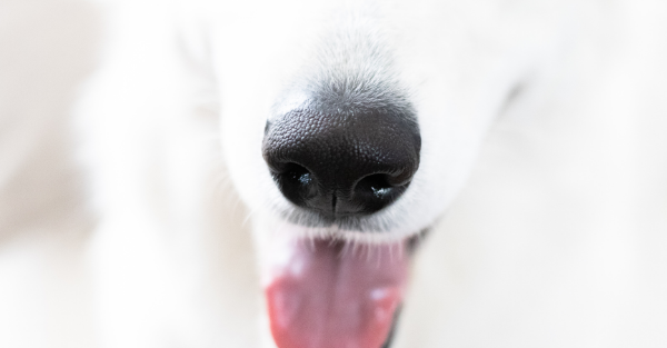 Calm boxer using maxxicalm natural calming aid for dogs