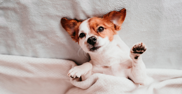 Calm boxer using maxxicalm natural calming aid for dogs