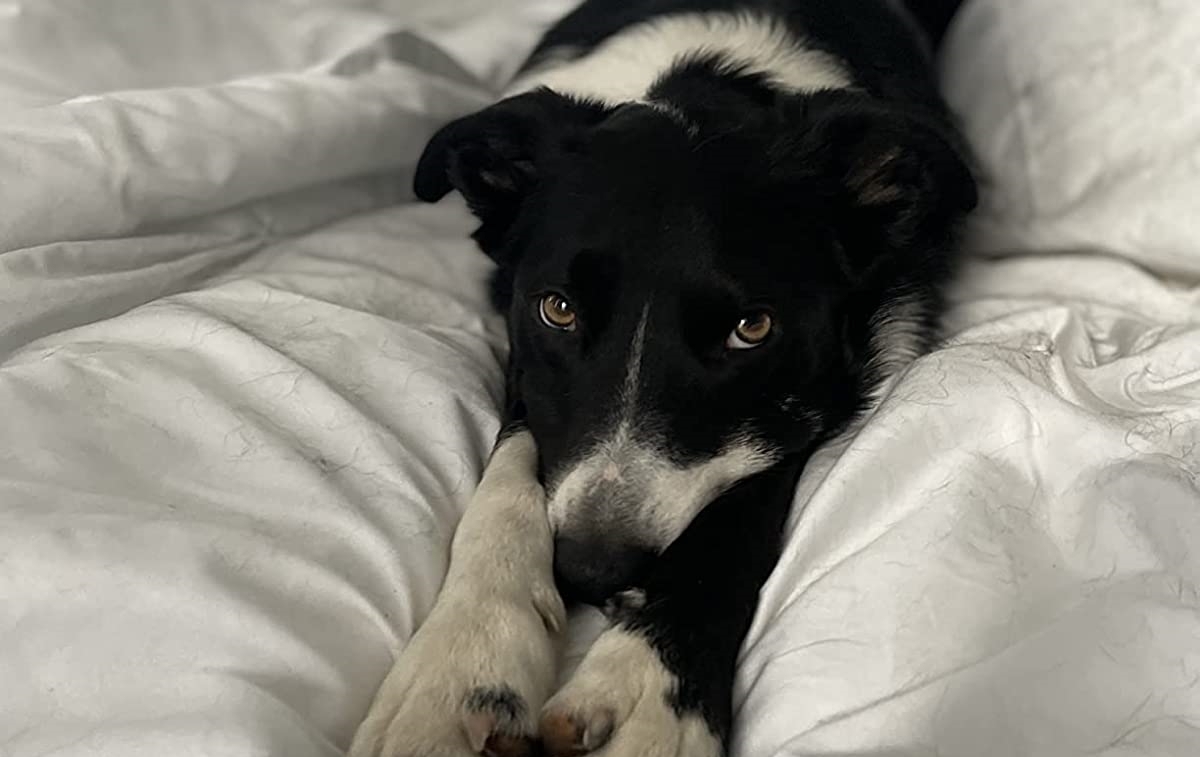 Odoo • Image and Text