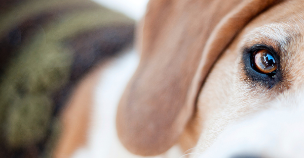 Calm boxer using maxxicalm natural calming aid for dogs