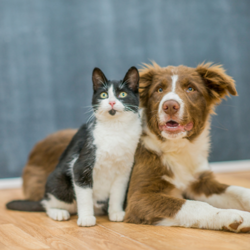 maxxipaws maxxiclub charity of the month list of winners