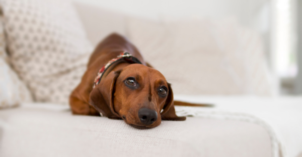 Calm boxer using maxxicalm natural calming aid for dogs