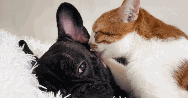 Calm boxer using maxxicalm natural calming aid for dogs