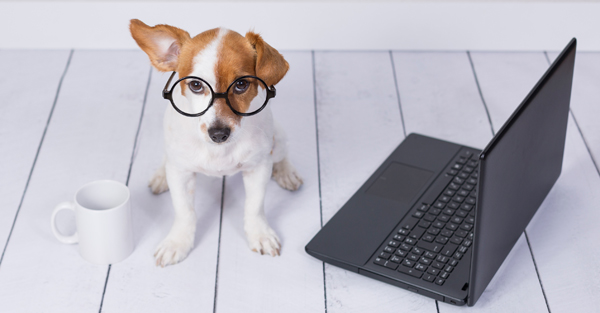 Calm boxer using maxxicalm natural calming aid for dogs