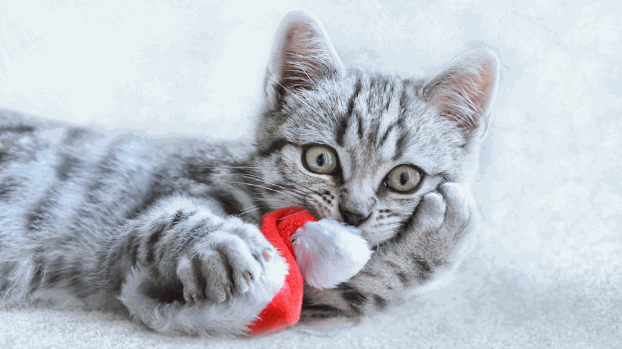 Calm boxer using maxxicalm natural calming aid for dogs