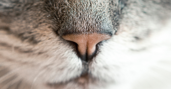 Calm boxer using maxxicalm natural calming aid for dogs