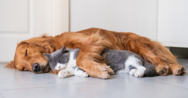 Calm boxer using maxxicalm natural calming aid for dogs